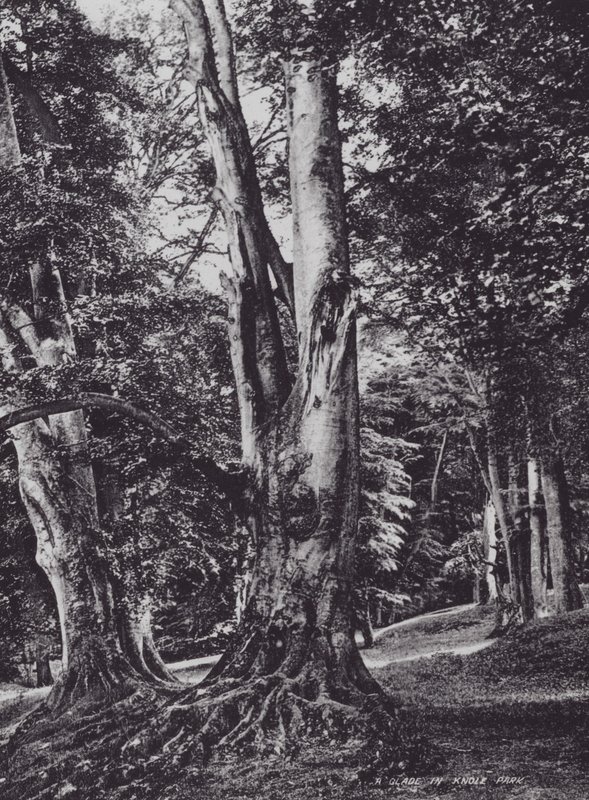 En glänta i Knole Park (svart/vitt foto) av Charles Essenhigh Corke