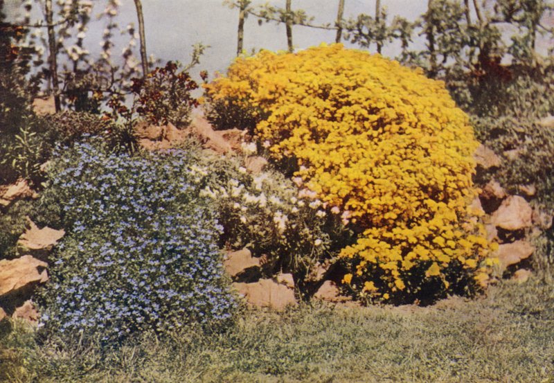 A Rockery Wall, Aubrietia, Sun Rose, Yellow Alyssum (färgfoto) av Charles Essenhigh Corke