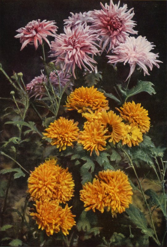 Kantkrysantemum (färgfoto) av Charles Essenhigh Corke