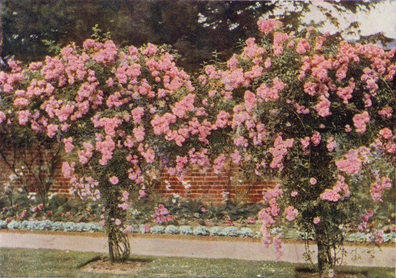 Climbing Rose Lady Godiva (färgfoto) av Charles Essenhigh Corke