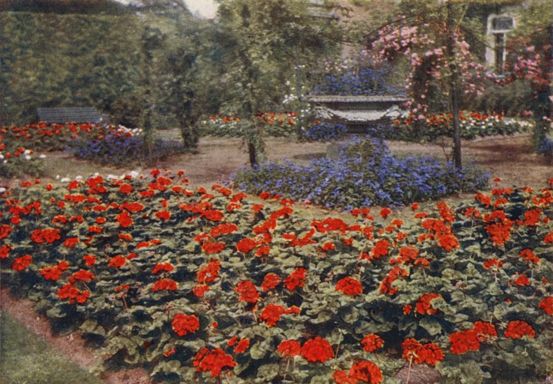 Pelargon Paul Crampel och andra sommarblommor (färgfoto) av Charles Essenhigh Corke