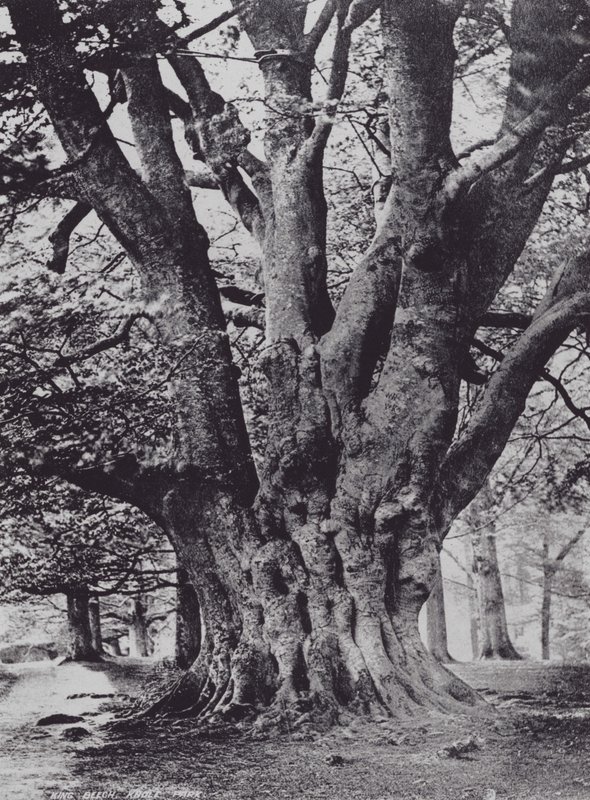 King Beech, Knole Park (s/v foto) av Charles Essenhigh Corke