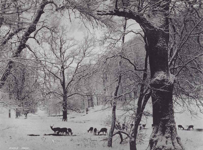 Knole Park (s/v foto) av Charles Essenhigh Corke