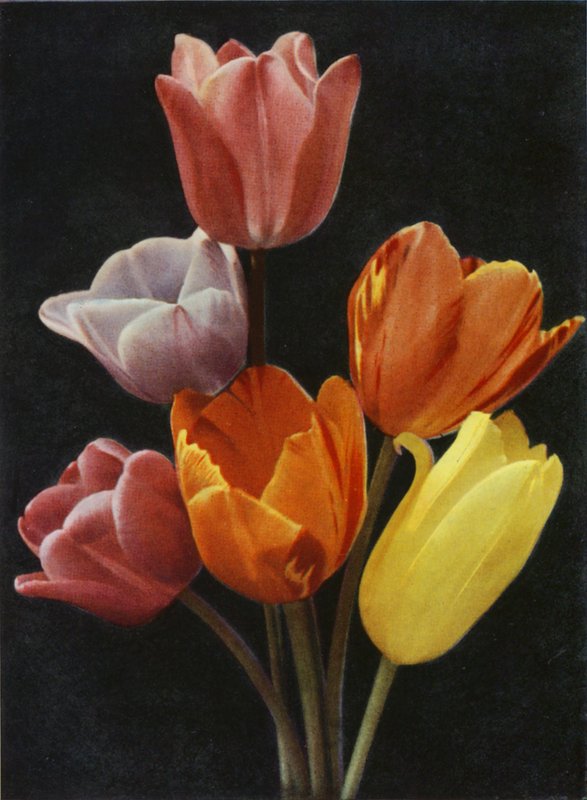 maj Blommande tulpaner (färgfoto) av Charles Essenhigh Corke