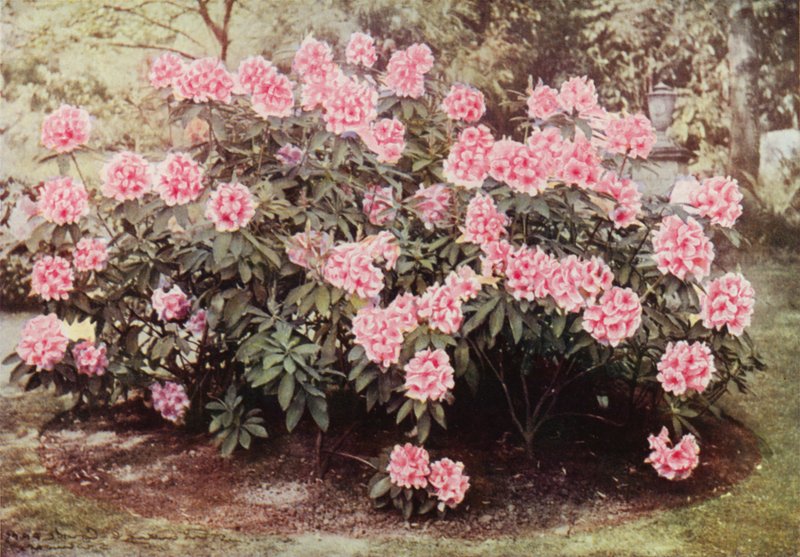 Rhododendron Pink Pearl, på "The Heights", Witley, fru Farnhams bostad (färgfoto) av Charles Essenhigh Corke