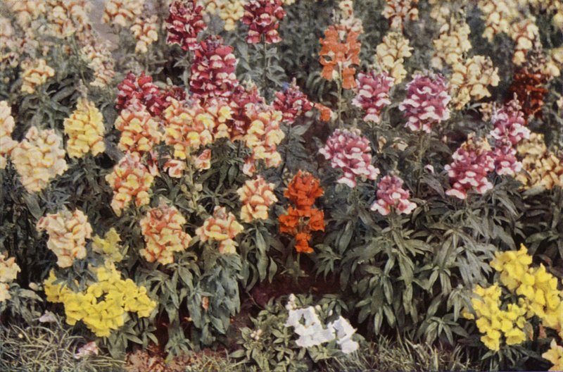 Snapdragons (färgfoto) av Charles Essenhigh Corke