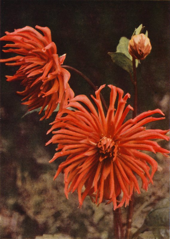 Cactus Dahlia "Brisbane" (färgfoto) av Charles Essenhigh Corke