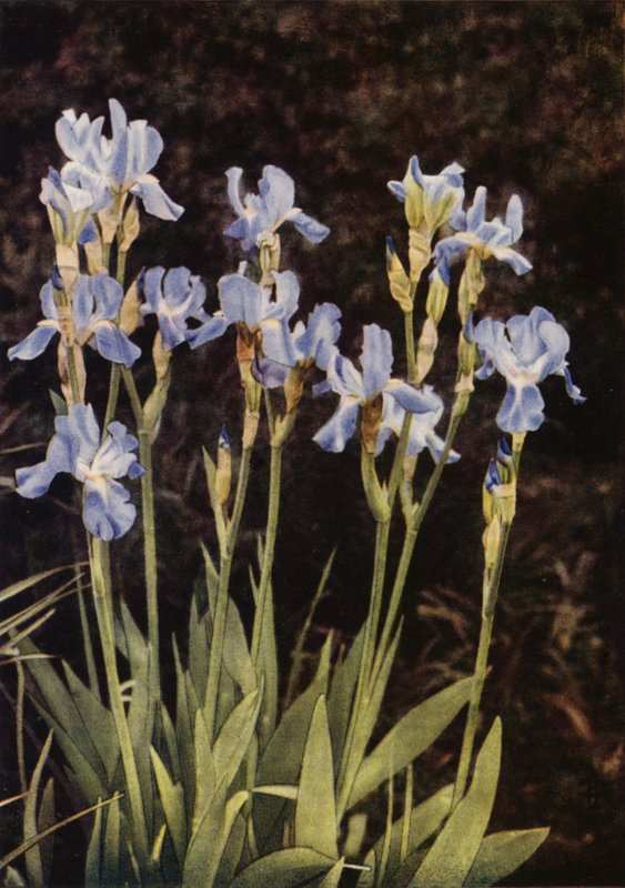 Flaggan Iris (färgfoto) av Charles Essenhigh Corke