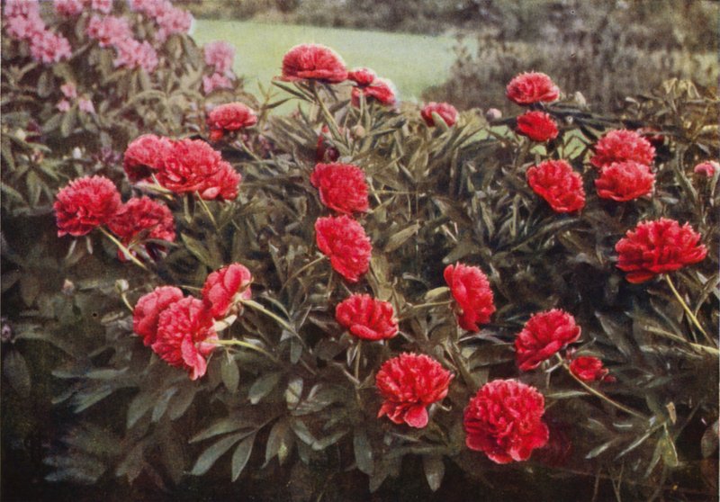 The Old Double Crimson Paeony (färgfoto) av Charles Essenhigh Corke