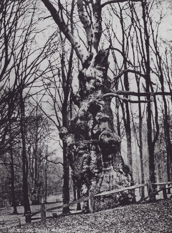 The Old Oak, Knole Park (s/v foto) av Charles Essenhigh Corke