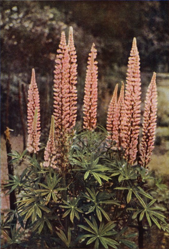 Den rosafärgade lupinen (färgfoto) av Charles Essenhigh Corke