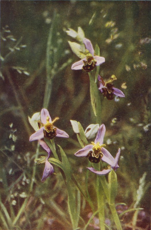 Vilda blommor: Bee Orchis (färgfoto) av Charles Essenhigh Corke