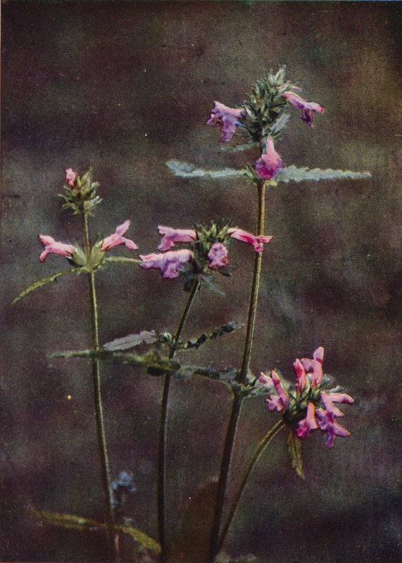 Vilda blommor: Betony (färgfoto) av Charles Essenhigh Corke