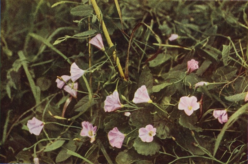 Vilda blommor: Bindweed (färgfoto) av Charles Essenhigh Corke