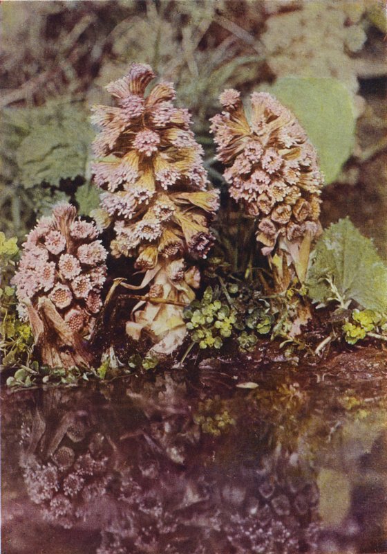 Vilda blommor: Bitterbur (färgfoto) av Charles Essenhigh Corke