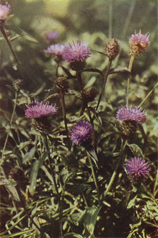 Vilda blommor: Black Knapweed (färgfoto) av Charles Essenhigh Corke