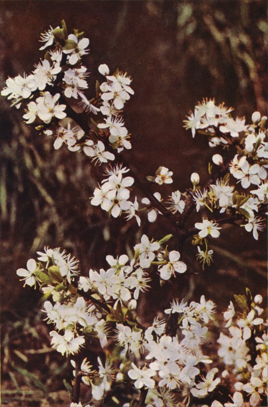 Vilda blommor: Svarttorn (färgfoto) av Charles Essenhigh Corke