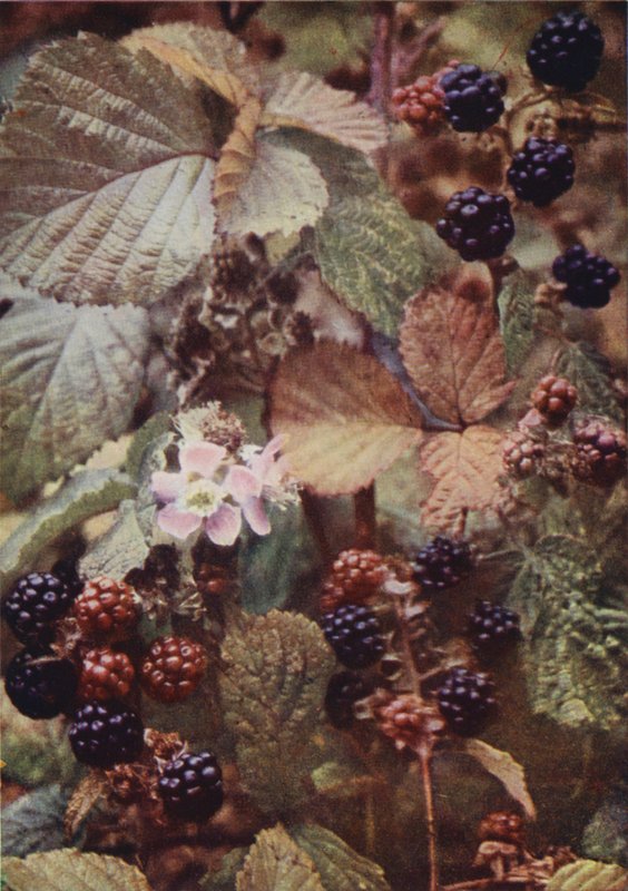 Vilda blommor: Bramble (färgfoto) av Charles Essenhigh Corke