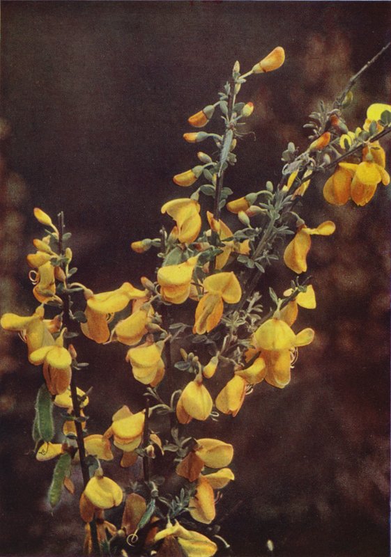 Vilda blommor: Broom (färgfoto) av Charles Essenhigh Corke