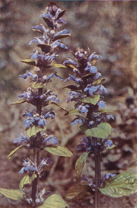 Vilda blommor: Bugle (färgfoto) av Charles Essenhigh Corke