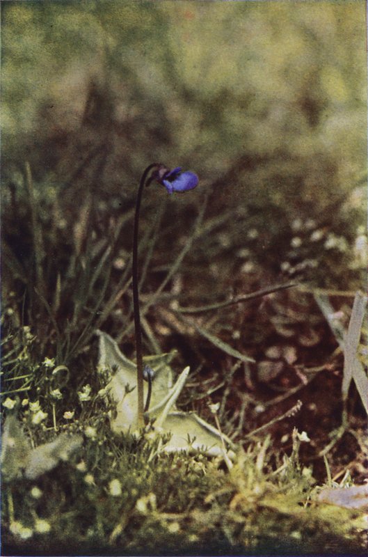 Vilda blommor: Butterwort (färgfoto) av Charles Essenhigh Corke