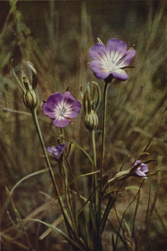 Vilda blommor: Corn-Cockle (färgfoto) av Charles Essenhigh Corke