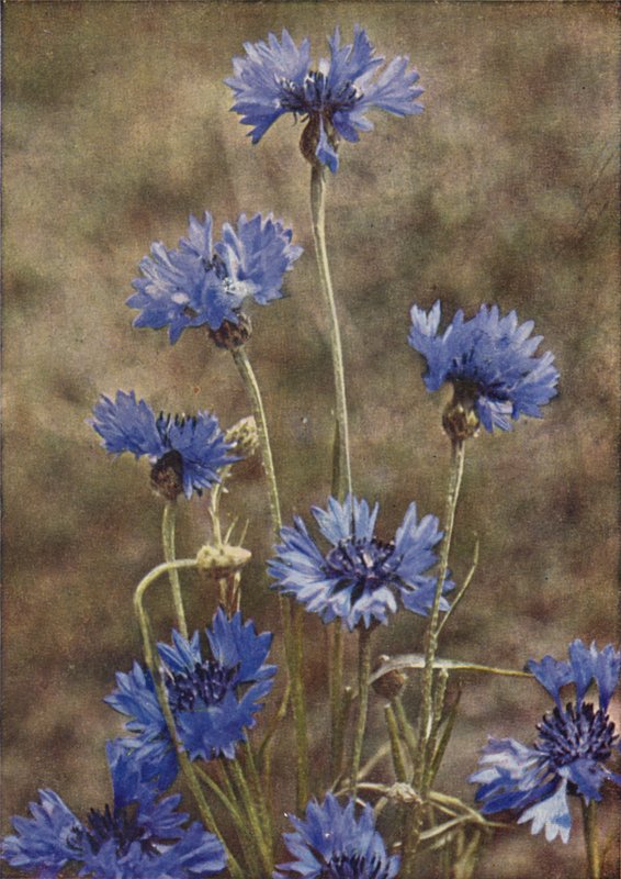 Vilda blommor: Blåklint (färgfoto) av Charles Essenhigh Corke