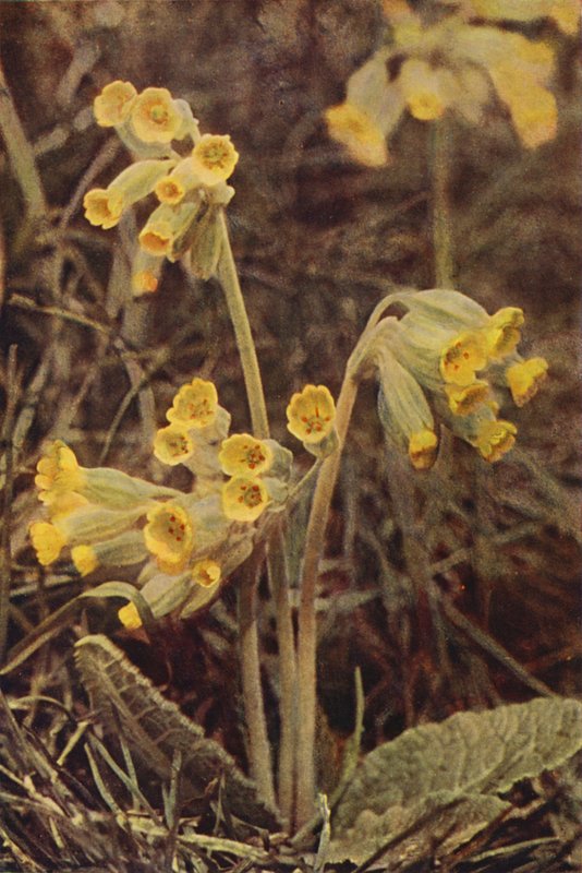 Vilda blommor: Cowslip (färgfoto) av Charles Essenhigh Corke