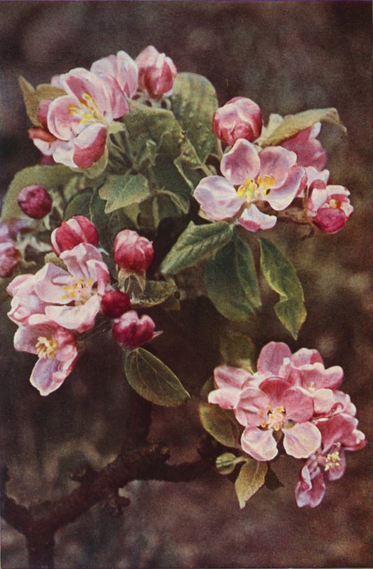 Vilda blommor: Crab-Apple (färgfoto) av Charles Essenhigh Corke