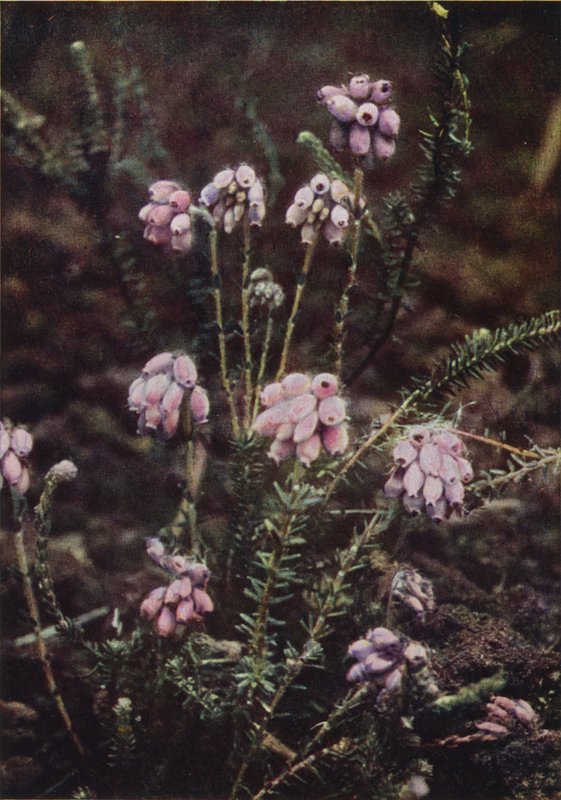 Vilda blommor: Cross-Leaved Heath (färgfoto) av Charles Essenhigh Corke