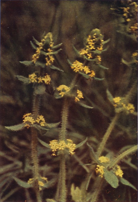 Vilda blommor: Korsört (färgfoto) av Charles Essenhigh Corke