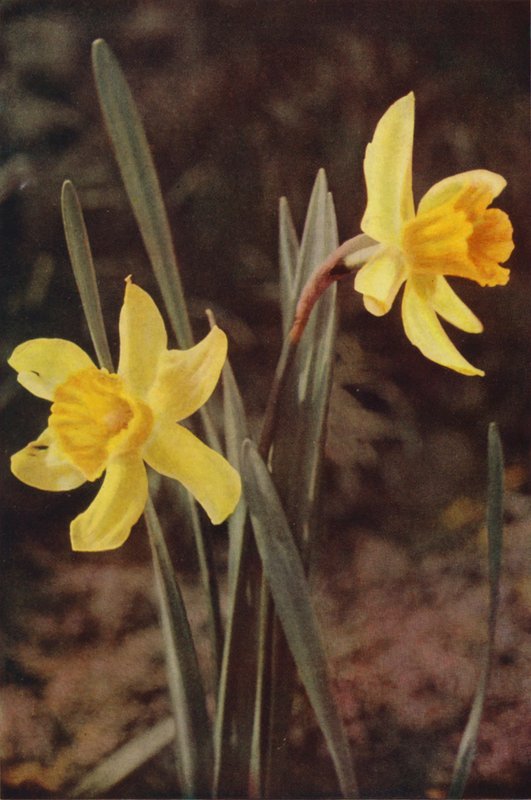 Vilda blommor: Påsklilja (färgfoto) av Charles Essenhigh Corke