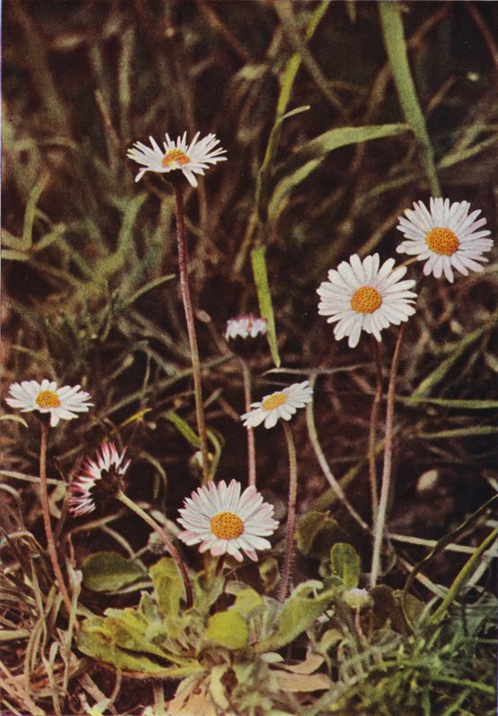 Vilda blommor: Daisy (färgfoto) av Charles Essenhigh Corke