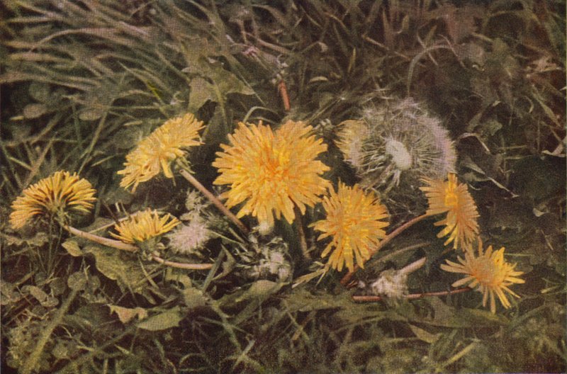 Vilda blommor: Maskros (färgfoto) av Charles Essenhigh Corke