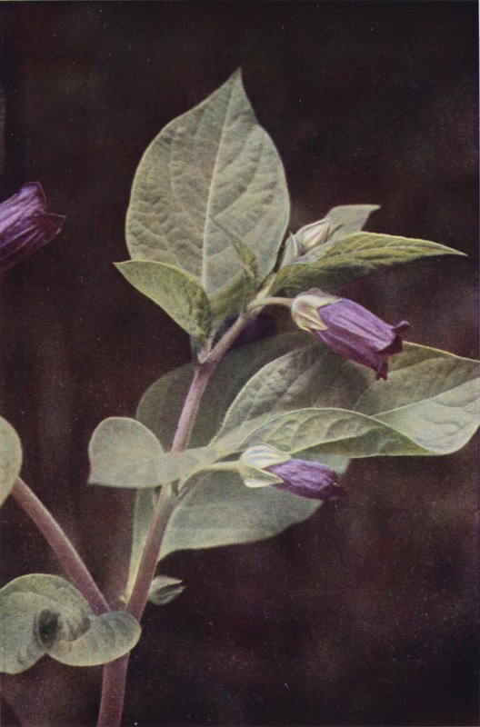 Vilda blommor: Deadly Nightshade (färgfoto) av Charles Essenhigh Corke