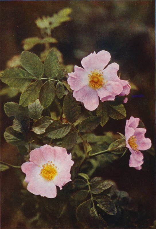 Vilda blommor: Dog Rose (färgfoto) av Charles Essenhigh Corke