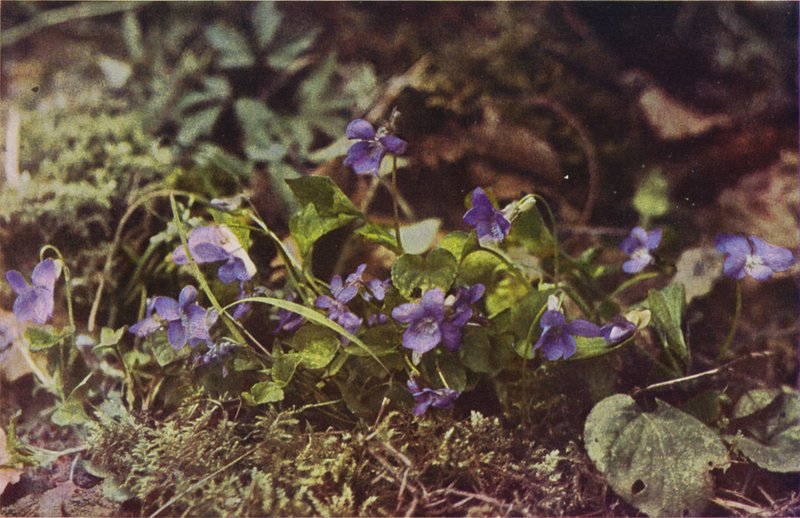 Vilda blommor: Hundviolett (färgfoto) av Charles Essenhigh Corke
