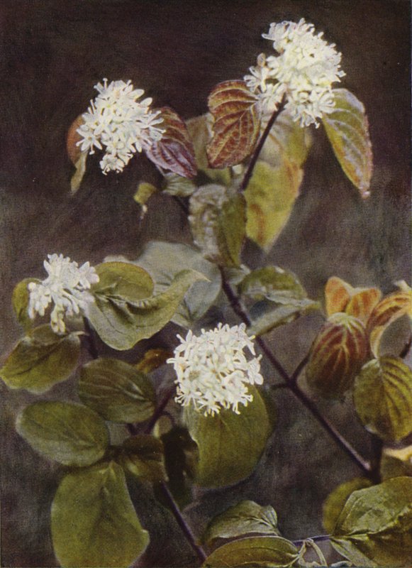 Vilda blommor: Kornell (färgfoto) av Charles Essenhigh Corke