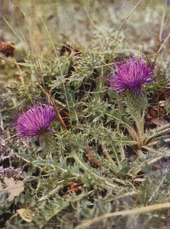 Vilda blommor: Dvärgtistel (färgfoto) av Charles Essenhigh Corke