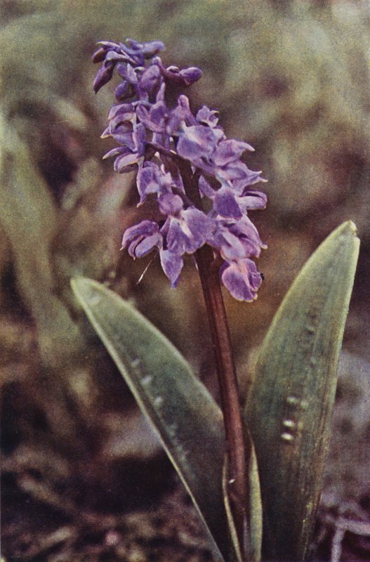Vilda blommor: Early Purple Orchid (färgfoto) av Charles Essenhigh Corke