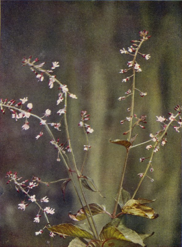 Vilda blommor: Enchanter