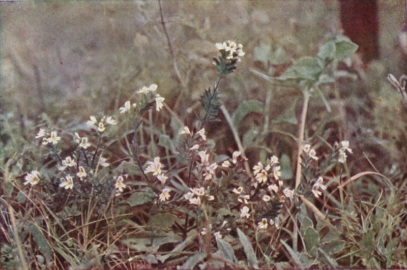 Vilda blommor: Ögontröst (färgfoto) av Charles Essenhigh Corke