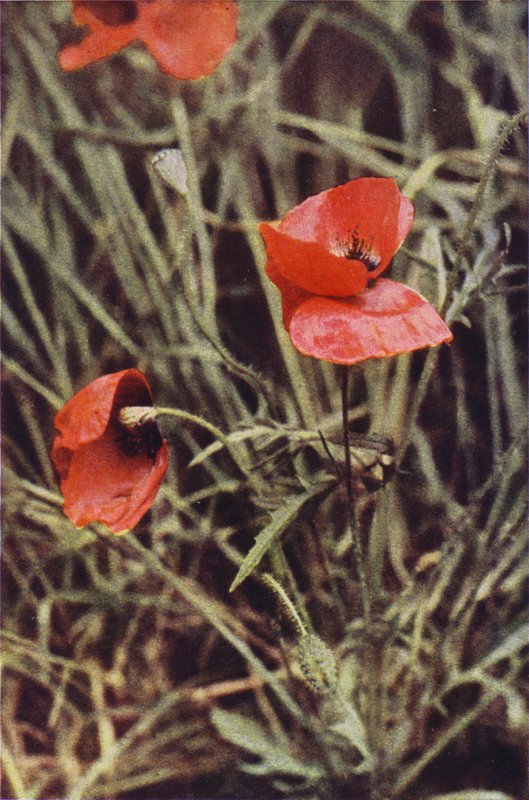 Vilda blommor: Åkervallmo (färgfoto) av Charles Essenhigh Corke