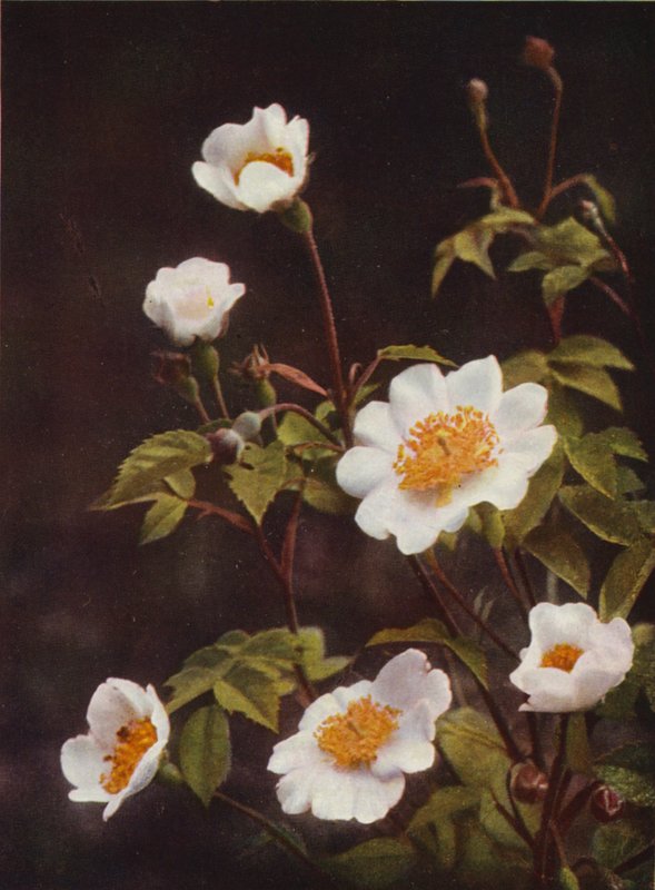 Vilda blommor: Field Rose (färgfoto) av Charles Essenhigh Corke