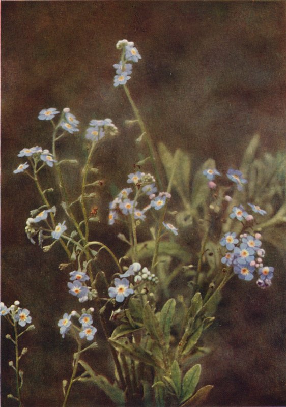 Vilda blommor: Forget-Me-Not (färgfoto) av Charles Essenhigh Corke