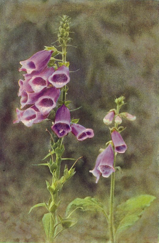 Vilda blommor: Foxglove (färgfoto) av Charles Essenhigh Corke