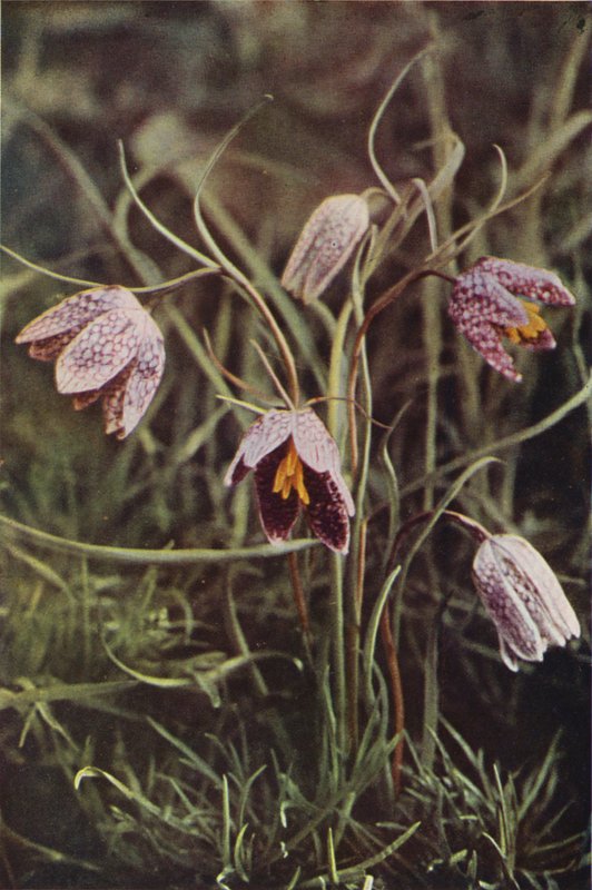 Vilda blommor: Fritillary (färgfoto) av Charles Essenhigh Corke
