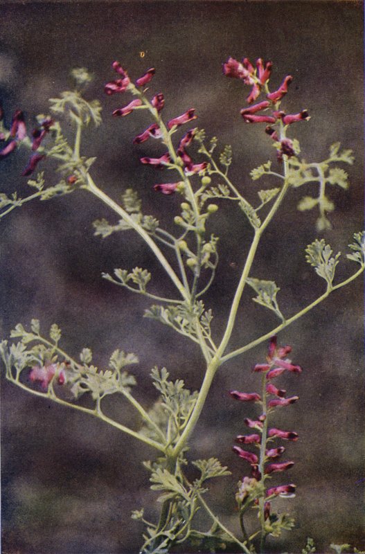 Vilda blommor: Fumitory (färgfoto) av Charles Essenhigh Corke
