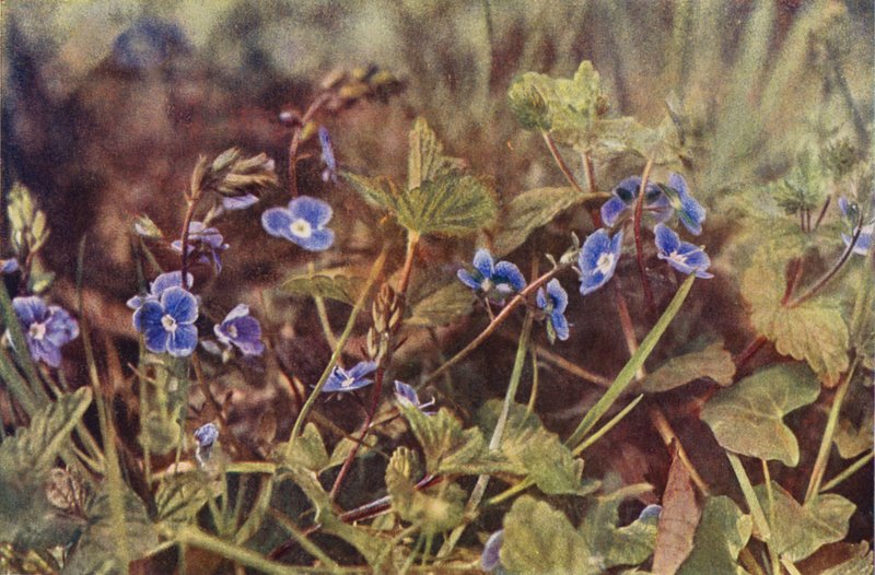 Vilda blommor: Germander Speedwell (färgfoto) av Charles Essenhigh Corke