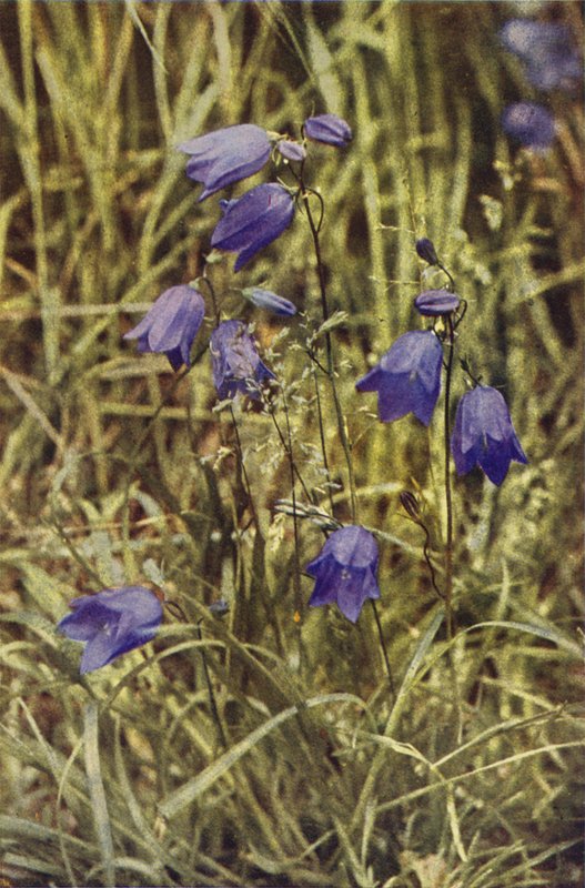 Vilda blommor: Hårklocka (färgfoto) av Charles Essenhigh Corke